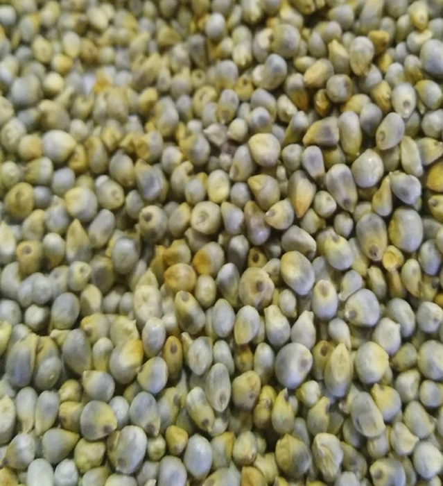 குதிரைவாலி / Barnyard Millet / Sanwa 500g