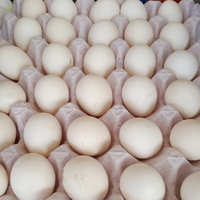 Cage Free Pure Nati/Country Eggs