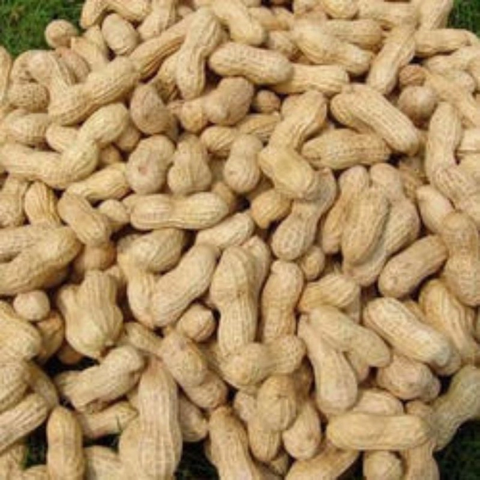 Mungfali/भुईमूग शेंग