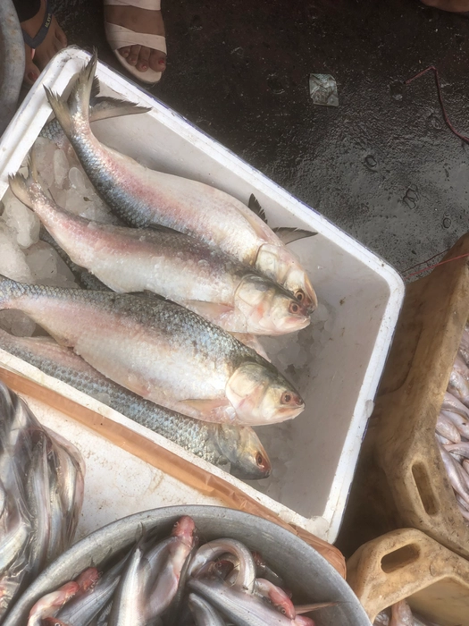 Fresh Ilish mach -  তাজা ইলিশ মাছ