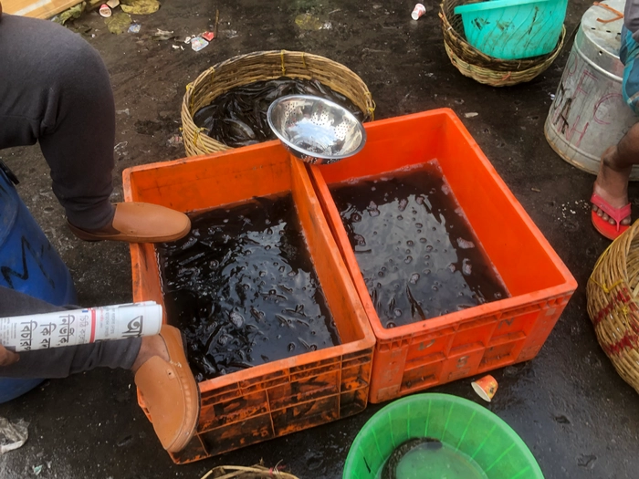 Shingi Mach - শিং মাছ তাজা