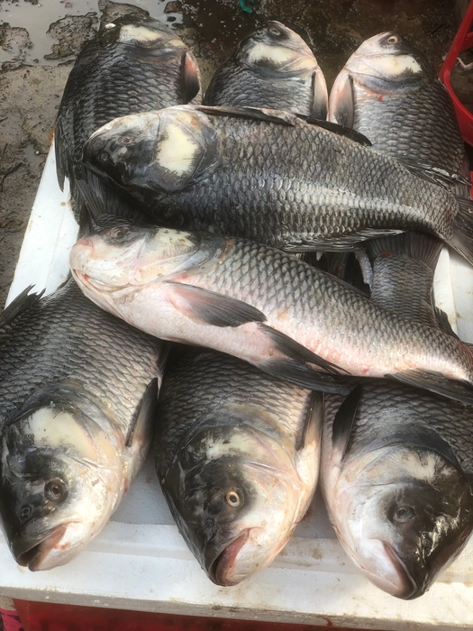 Fresh Katla mach -  তাজা কাতলা মাছ