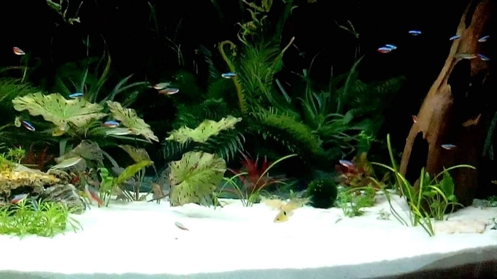 TUNAI Decorative White Sand for Aquarium