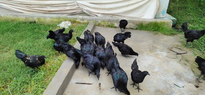 Buy Ready All Size Kadaknath Desi Chicken And Ducks online from THE ...