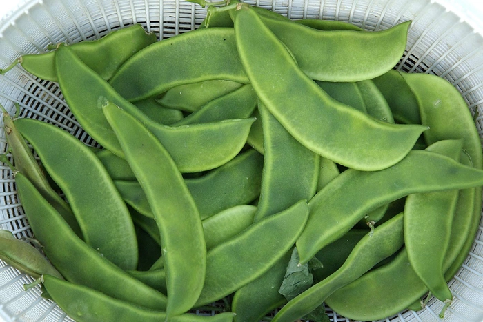 Shim/Double Beans/Seem/Lima Bean/ Broad beans