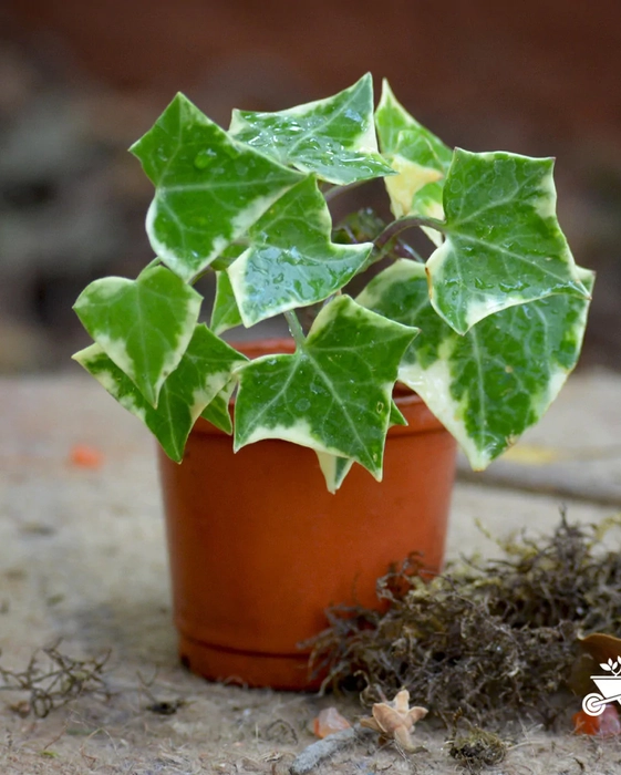 Variegated English Ivy