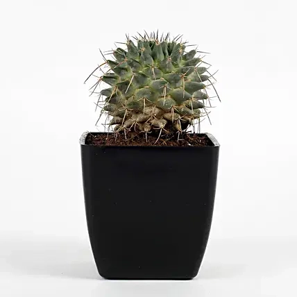 Echinocactus Grusonii Plant