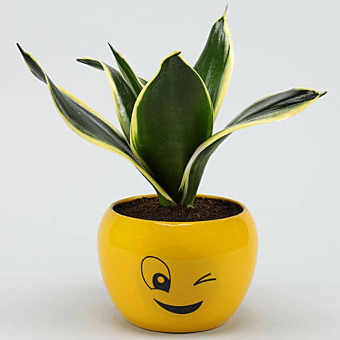 MILT Sansevieria Plant In Wink Emoji