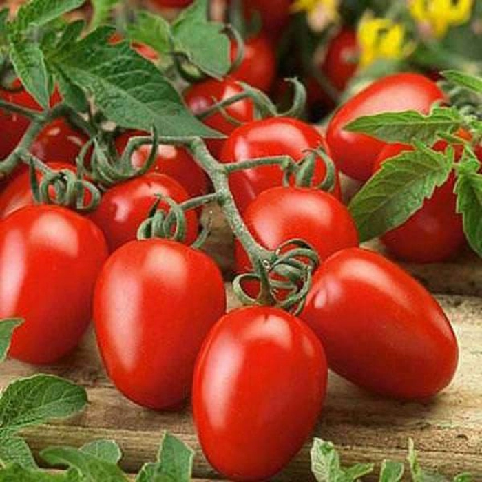 Tomato (hybrid) 1 Kg (Del)