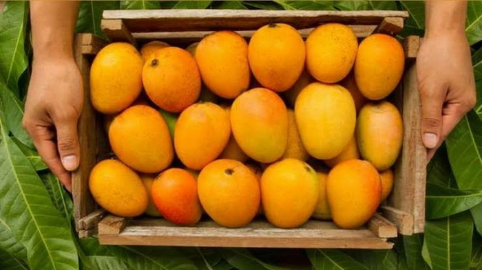 'A' Devgad Haapus Mangoes (Alphonso)
