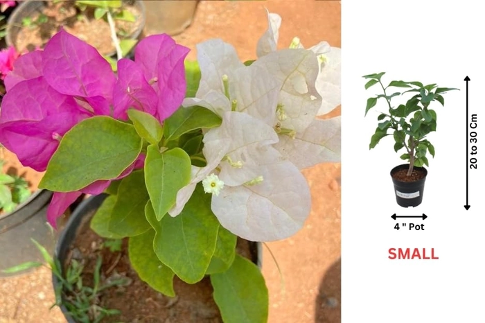 Evergreeness India - Boungainvillea White Pink/Bougainvillea Glabra live plant | Indoor & Outdoor Plant | Nyctaginaceae | Paper Flower (4" (Min : 2))