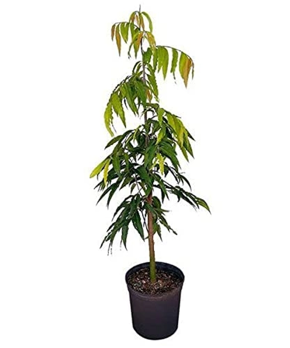 Evergreeness India live plant/outdoor and indoor ashoka plant home décor plant