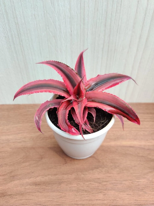 Evergreeness India Earth Star Plant with Pot (Pack of 3) | Free 5 Gram Fertilizer