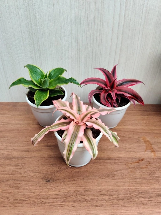 Evergreeness India Earth Star Plant with Pot (Pack of 3) | Free 5 Gram Fertilizer