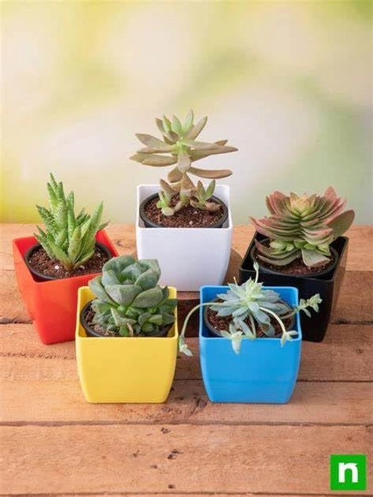 Evergreeness India Plastic Flower Pot (Square) (Pack of 3) | Multicolor Indoor pots for Gardening | Durable, Virgin Material.