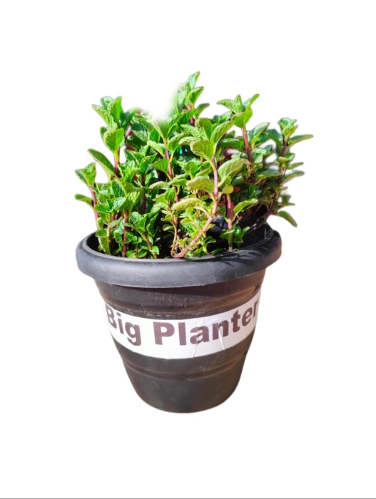 Evergreeness India Fresh Mint (Pudina) Green Live Plant with Pot - Aromatic Herb for Culinary Delights - Pack of 1