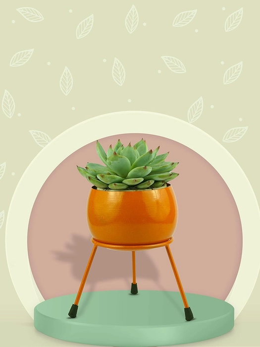 Evergreeness India Metal Pots and Planters for Living Room| Eco Friendly Indoor Plant Stand, Flower Pot for Garden Plants, Office Desk, Bedroom| Planter for Cacti & Succulents - Orange