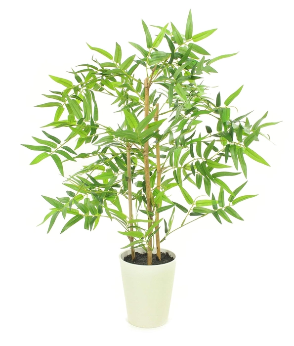 Evergreeness India Golden Bamboo Plant Holy And Fengsui Golden Bamboo Live Plant With Pot
