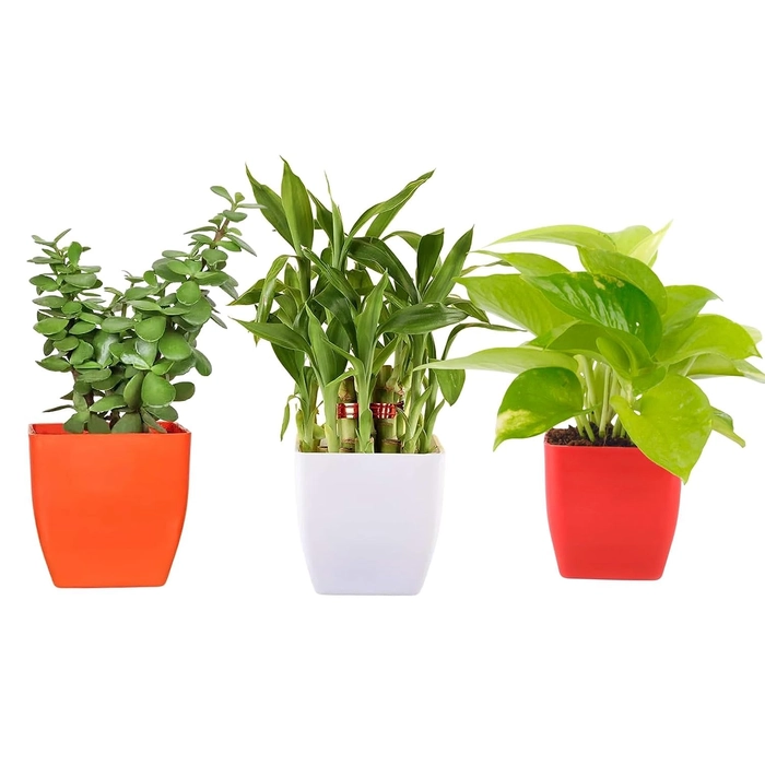 Evergreeness India Good luck Live Money Plant, Bamboo tree & Jade Plant With beautiful Pot, Indoor & Outdoor decoration, Home & office Décor,Plant for Gifting,Pack of 3