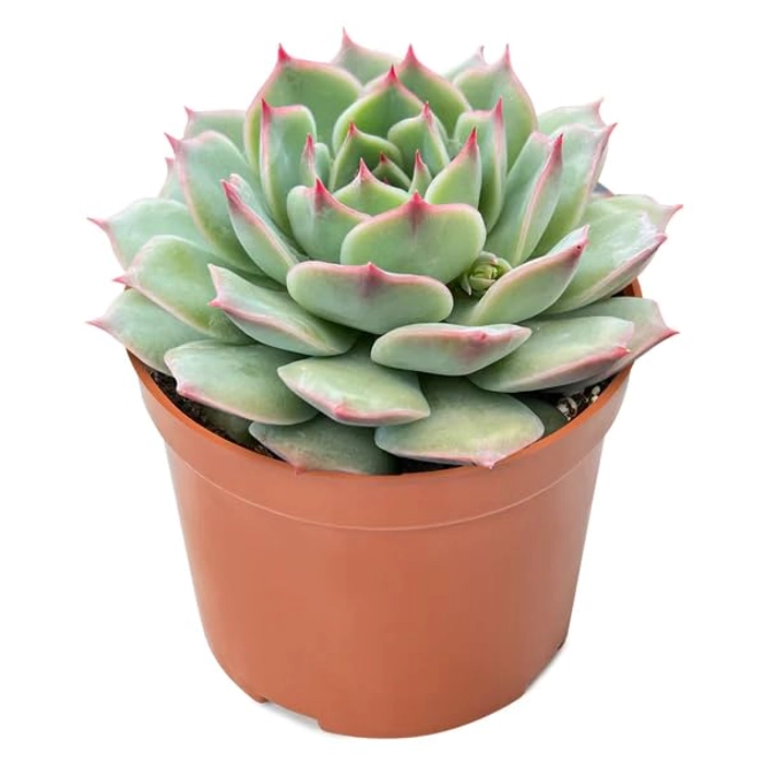Evergreeness India Vishnu Kamal/Lakshmi Kamal (Echeveria Prince) Live Succulent Plant