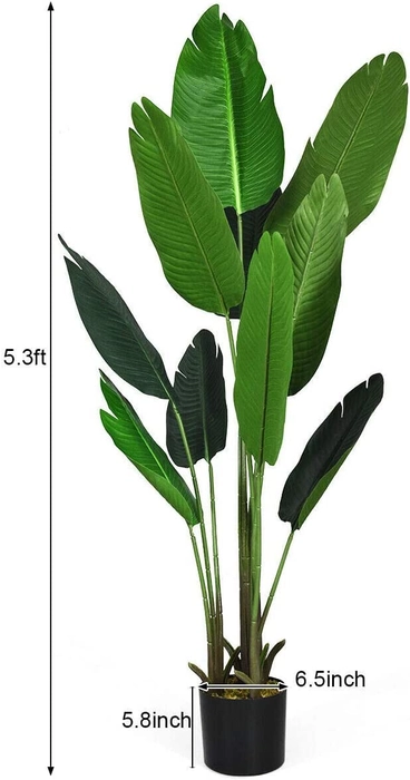 Evergreeness India 5.3 Feet Imported Natural Looking Real Touch Artificial Plant with Pot for Indoor,Home,Office,Living Room Decor (Artificial Plant, Traveller's Palm 5.3 FT)