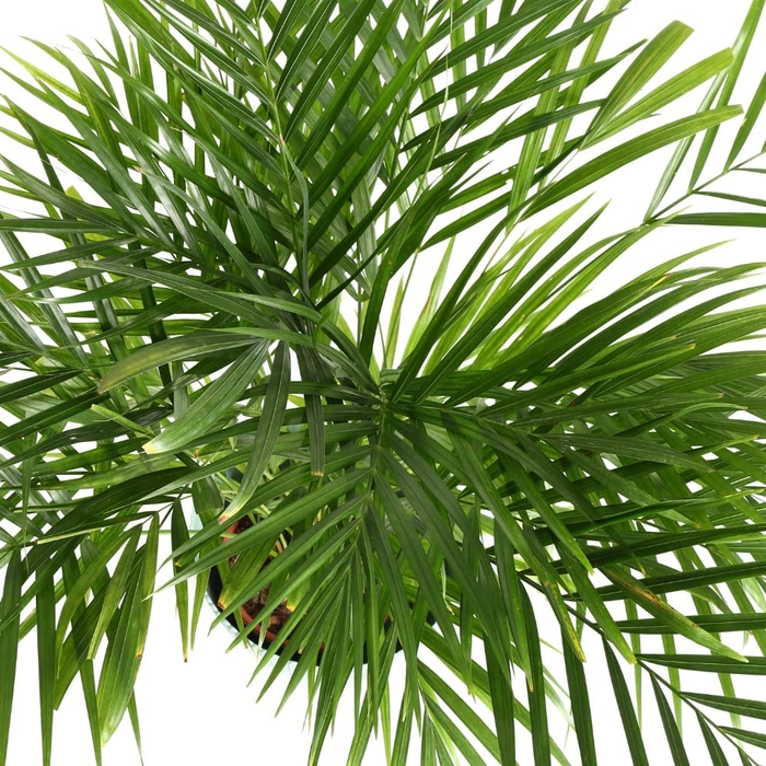 Evergreeness India GROW Air Purifier Bamboo Palm Live Indoor Plant with Plastic Pot | Free 5 Gram Fertilizer
