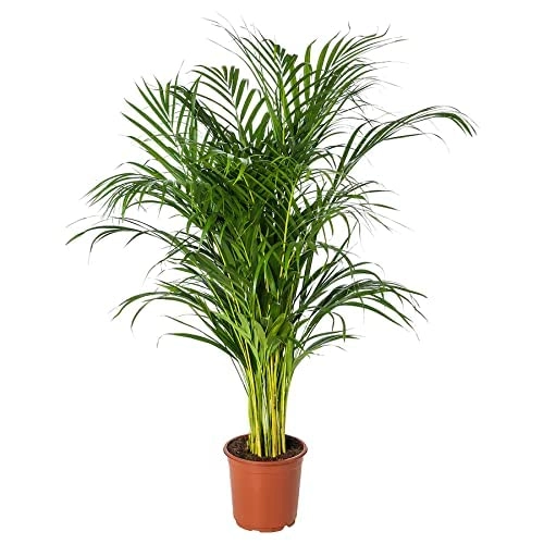 Evergreeness India Care Areca Palm Air Purifier Natural Live 1.5 ft Height Plant for Home and Office Indoor Decor Plant Include Pot Pack of 1