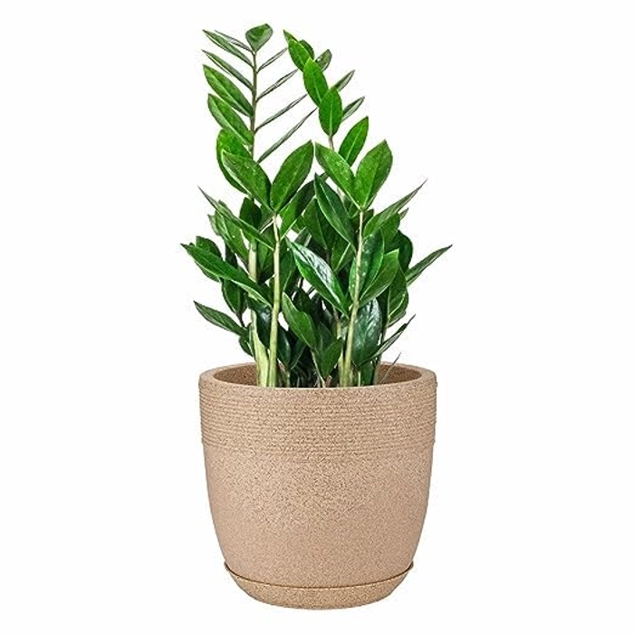 Evergreeness India DECORA Cool Fiber Marble Look Roto Moulding Flower Pot with Bottom Tray Suitable for Home and Garden (Beige/Sand Stone) (10 INCHES)