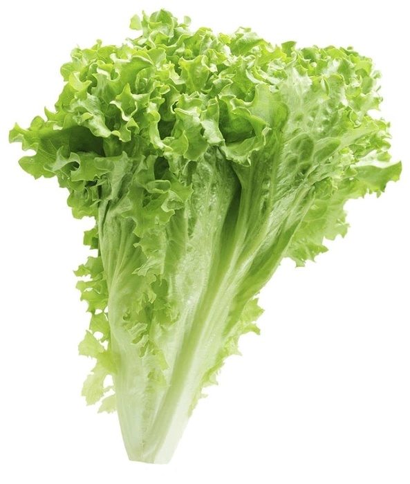 Evergreeness India seeds | Lettuce Green F1 Hybrid Seeds For Kitchen Garden (20 seeds pack)