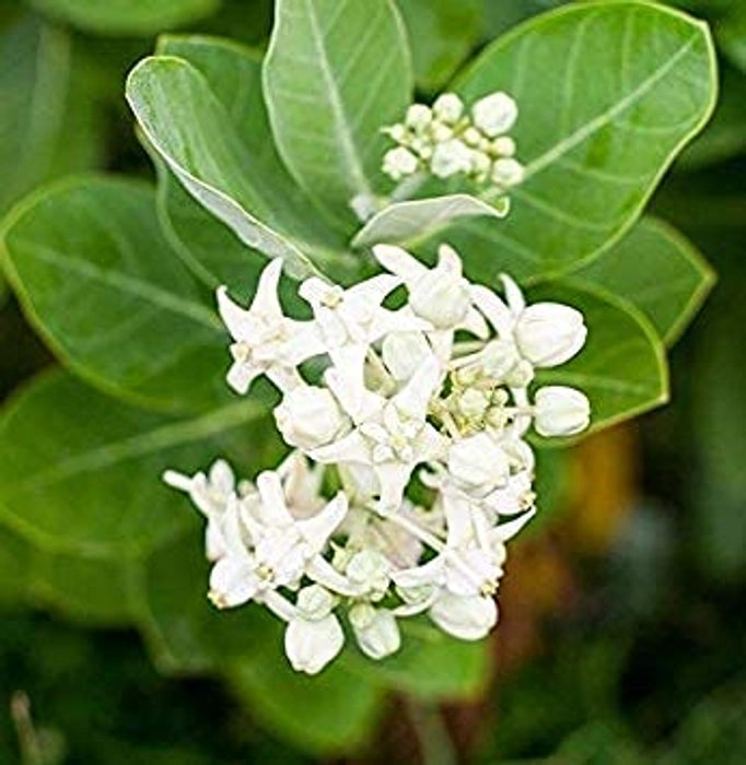 Evergreeness India Mandar Rui Aak Arka Toolaphala Purple White Flower Colour Medicinal Plant Outdoor Plant For Home Garden Pack With Plastic Pot