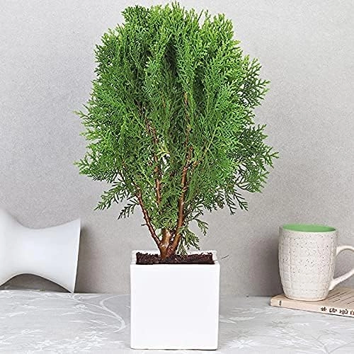 Evergreeness India Air Purifier Natural Live Plant for Decoration Home, Garden, Balcony, Indoors