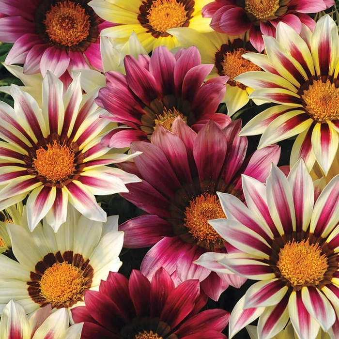 Evergreeness India Flower Seeds F1 Hybrid Seeds Especially For Summer Season (100 Seeds in Packet)