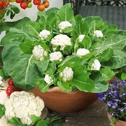 Evergreeness India High Germination Seeds For Your Garden/Easy To Grow/Organic Hybrid Vegetable Seeds For Home And Terrace Gardening, Green And White