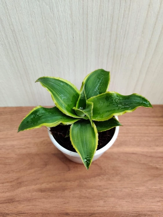 Evergreeness India Earth Star Plant with Pot (Pack of 3) | Free 5 Gram Fertilizer