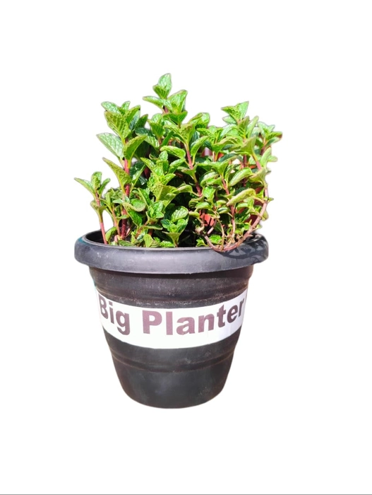 Evergreeness India Fresh Mint (Pudina) Green Live Plant with Pot - Aromatic Herb for Culinary Delights - Pack of 1