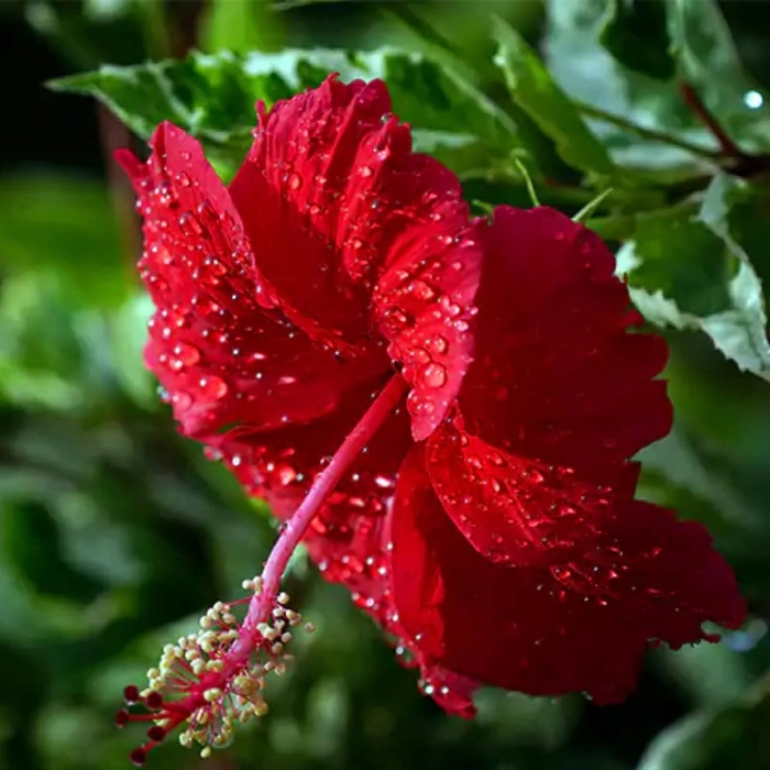 Evergreeness India Hibiscus Gudhal Flower Plant Garden Live Plant Nursery Outdoor Living Plant (Red)