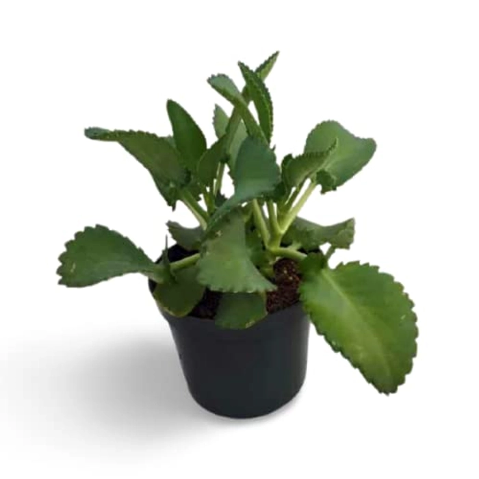 Evergreeness India Plant Mother Of Thousands Indoors Vastu Succulent Home Décor|Indoor Plants|Living Room|Air Purifying|Balcony|Decoration|Dining Table|Kitchen - Best (Healthy Live Plant)