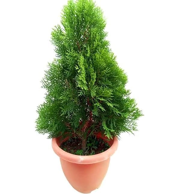 Evergreeness India Air Purifier Natural Live Plant for Decoration Home, Garden, Balcony, Indoors