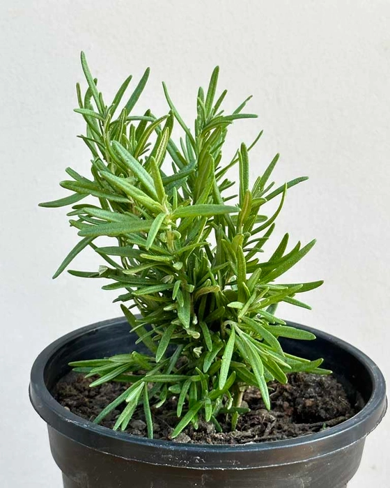 Evergreeness India Live Rosemary Plant Organic Plant For Foods & Hair Ved Herb Tree With Black Plastic Pot