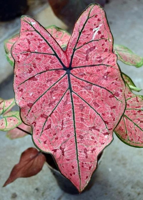 Evergreeness India Caladium Flowers Bulbs Caladium Peppermint Leafy Plant Hybrid Bulbs Hybrid Bulbs for Indoor Outdoor Home Gardening winter Flowering Bulbs Design N PACK OF 2