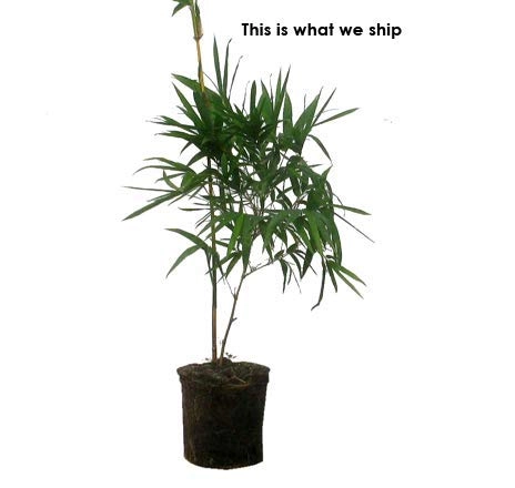 Evergreeness India Golden Bamboo Plant Holy And Fengsui Golden Bamboo Live Plant With Pot