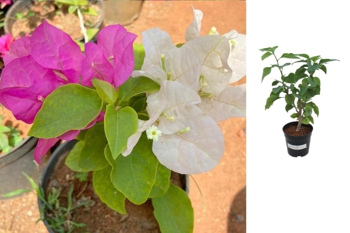 Evergreeness India - Boungainvillea White Pink/Bougainvillea Glabra live plant | Indoor & Outdoor Plant | Nyctaginaceae | Paper Flower (4" (Min : 2))