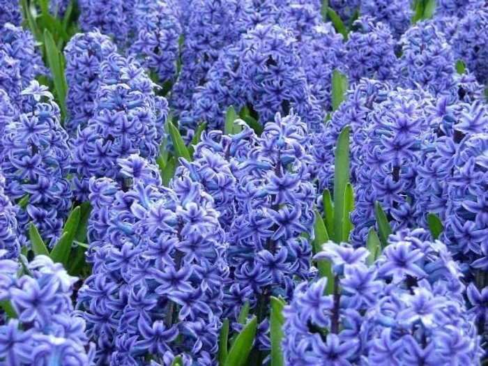 Evergreeness India Agriculture Imported Variety Hyacinth, Dutch hyacinth Flower bulbs mix color For Home Gardening (PACK OF 5, Mix color)