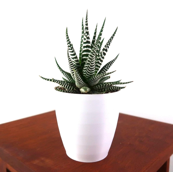 Evergreeness India AND NURSERY|live decorative zebra plant with pot, haworthiya zebra