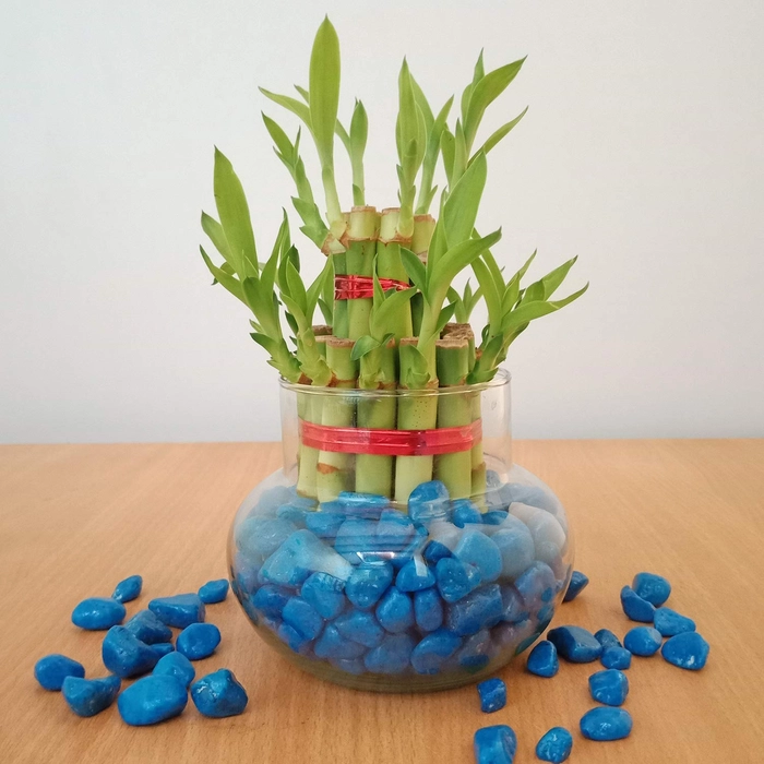 Evergreeness India Two Layer Lucky Bamboo Live Indoor Feng Shui Vastu Plant for good fortune & Luck with Glass Bowl for home & Office Decor (without Stones)
