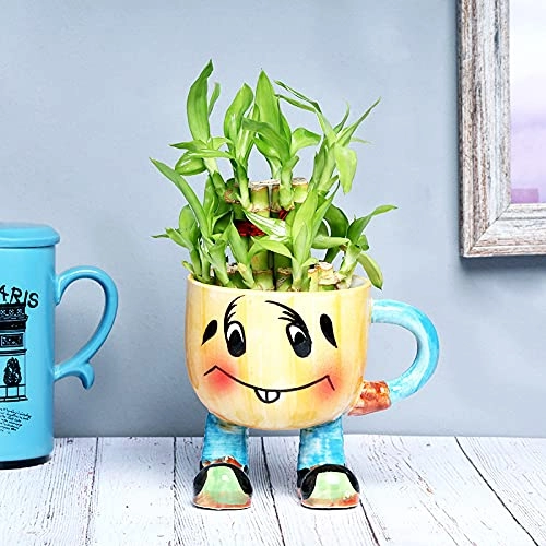 Evergreeness India 2 Layer Lucky Bamboo Air Purification Live Indoor Plant In Smiley Ceramic Vase Pot For Table Corner, Balcony, Living Room, Office/Home Decoration And Gifts For Friends & Relatives
