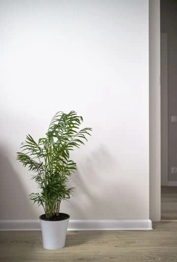Evergreeness India GROW Air Purifier Bamboo Palm Live Indoor Plant with Plastic Pot | Free 5 Gram Fertilizer