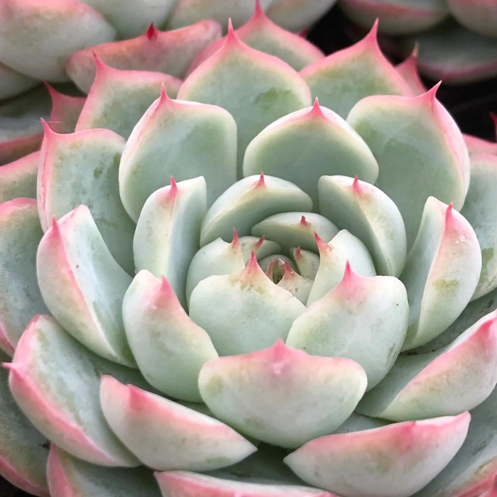 Evergreeness India Vishnu Kamal/Lakshmi Kamal (Echeveria Prince) Live Succulent Plant