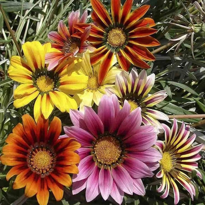 Evergreeness India Flower Seeds F1 Hybrid Seeds Especially For Summer Season (100 Seeds in Packet)