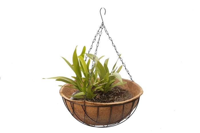 Evergreeness India Coir Hanging (Liner and Metal Basket with Chain) Pack of 5 (10 Inch)